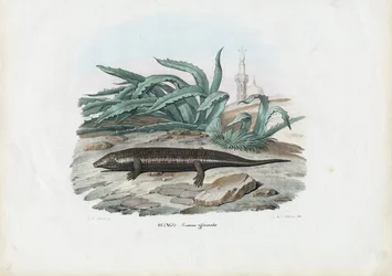 Skink, 1863-79